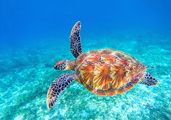 Kaneka Green Planet - image of sea turtle
